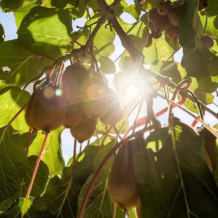 Frlan Ii. Apartmán *